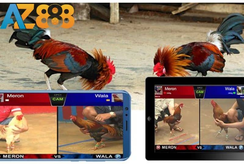 Các cửa đặt cược đá gà cựa dao Các cửa đặt cược đá gà cựa dao