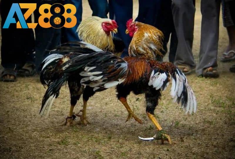 Đá gà cựa dao, gà chiến phân định thắng thua bằng cựa dao Đá gà cựa dao, gà chiến phân định thắng thua bằng cựa dao